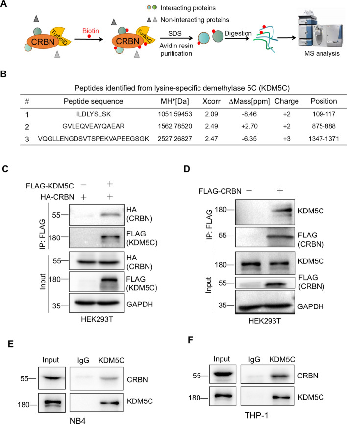 The histone demethylase KDM5C enhances the sensitivity of acute myeloid leukemia cells to lenalidomide by stabilizing cereblon.