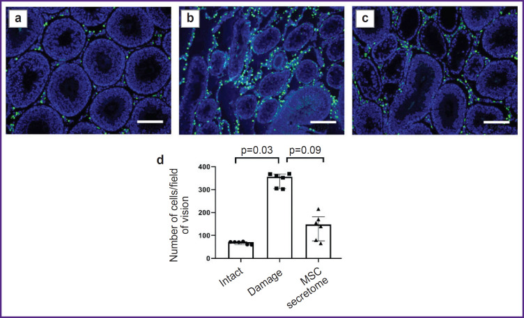 The Role of Macrophages in Implementing the Effects of Secretome of Mesenchymal Stromal Cells in the Spermatogonial Stem Cell Niche.