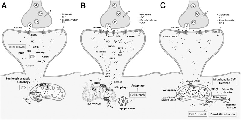 The Role of Autophagy in Excitotoxicity, Synaptic Mitochondrial Stress and Neurodegeneration.