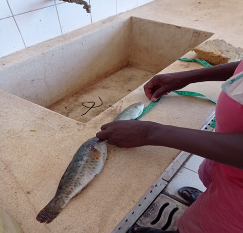 Food, power and agency: revealing local post-harvest fisheries practices to improve food access from small-scale fisheries in coastal Kenya.