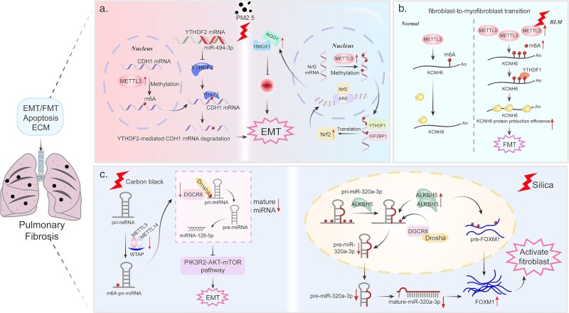 m6A RNA modification pathway: orchestrating fibrotic mechanisms across multiple organs.