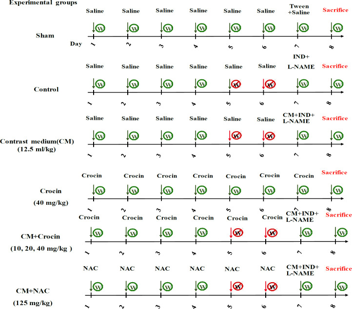 Evaluating the effect of crocin on contrast-induced nephropathy in rats.