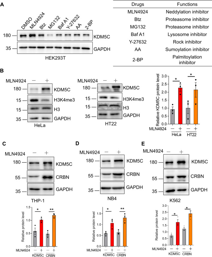 The histone demethylase KDM5C enhances the sensitivity of acute myeloid leukemia cells to lenalidomide by stabilizing cereblon.