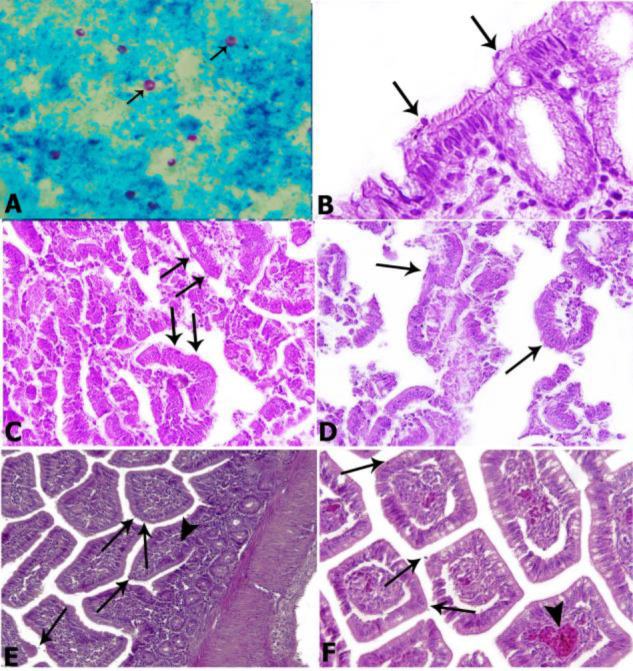 Respiratory and intestinal zoonotic cryptosporidiosis in symptomatic domestic pigeons (<i>Columba livia domestica</i>) in Tabriz, Iran.