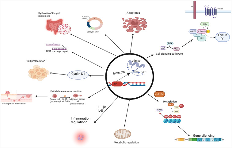 Zinc Finger Proteins in Colorectal Cancer: Insights into Molecular Mechanisms and Therapeutic Implications.