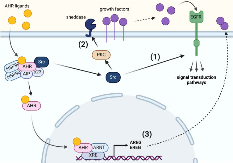 Dioxins do not only bind to AHR but also team up with EGFR at the cell-surface: a novel mode of action of toxicological relevance?