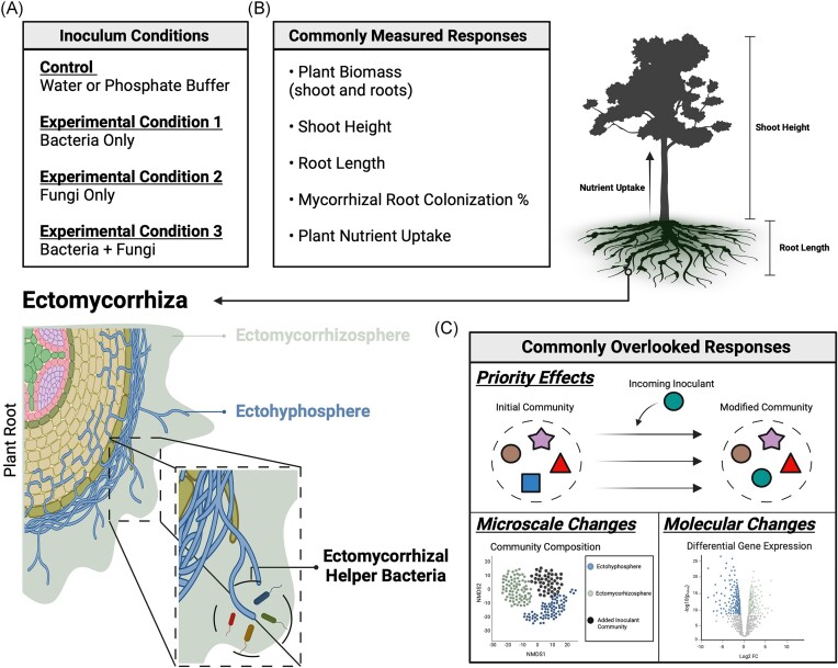 Standardizing experimental approaches to investigate interactions between bacteria and ectomycorrhizal fungi.