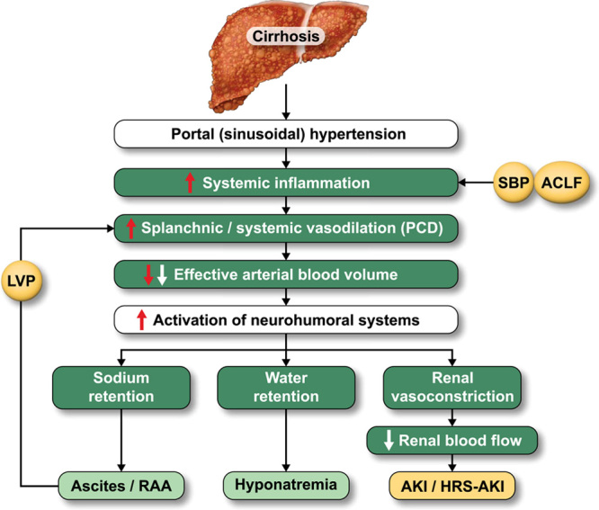 Controversies regarding albumin therapy in cirrhosis.