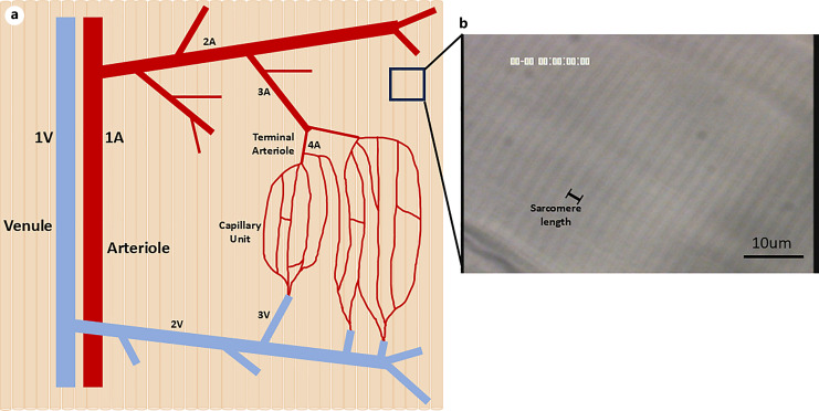 Perfusion Staining Methods for Visualization of Intact Microvascular Networks in Whole Mount Skeletal Muscle Preparations.