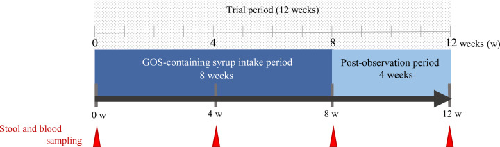 Continuous intake of galacto-oligosaccharides containing syrup contributes to maintaining the health of household cats by modulating their gut microbiota.
