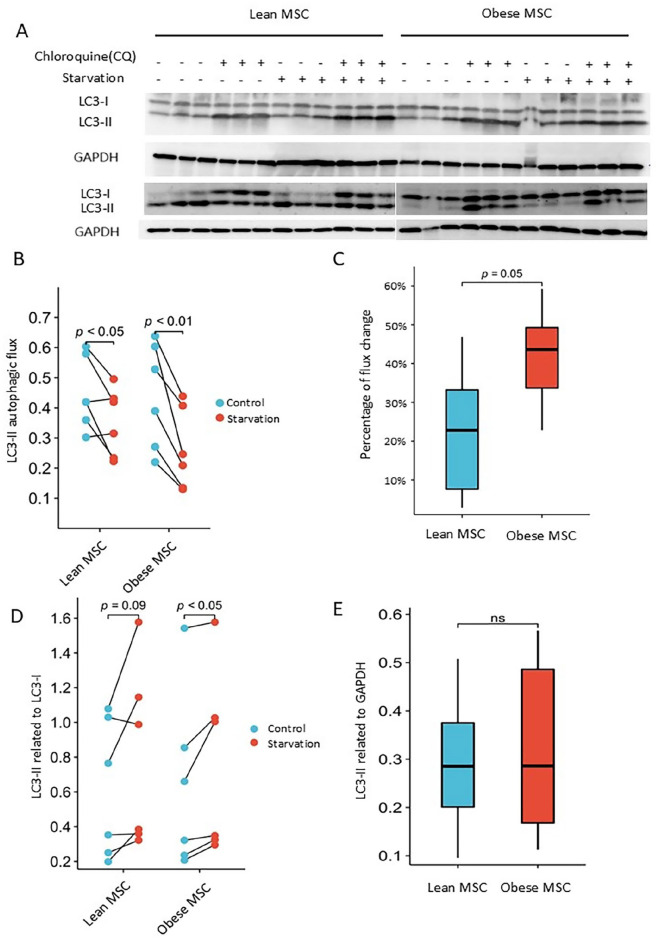 The Impact of Obesity on Autophagy in Human Adipose-Derived Mesenchymal Stromal Cells.