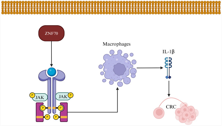 Zinc Finger Proteins in Colorectal Cancer: Insights into Molecular Mechanisms and Therapeutic Implications.