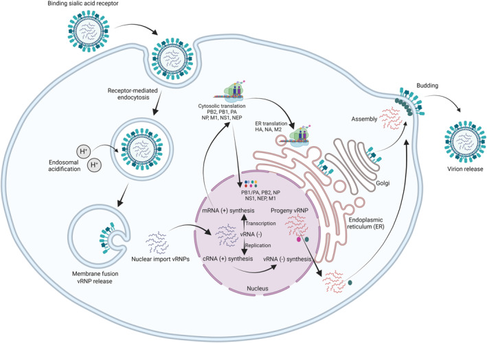 Molecular Evolution of the H5 and H7 Highly Pathogenic Avian Influenza Virus Haemagglutinin Cleavage Site Motif.