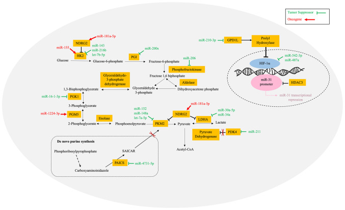 MicroRNAs and their role in breast cancer metabolism (Review).