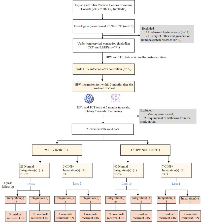 Risk of residual/recurrent cervical diseases in HPV-positive women post-conization depends on HPV integration status.
