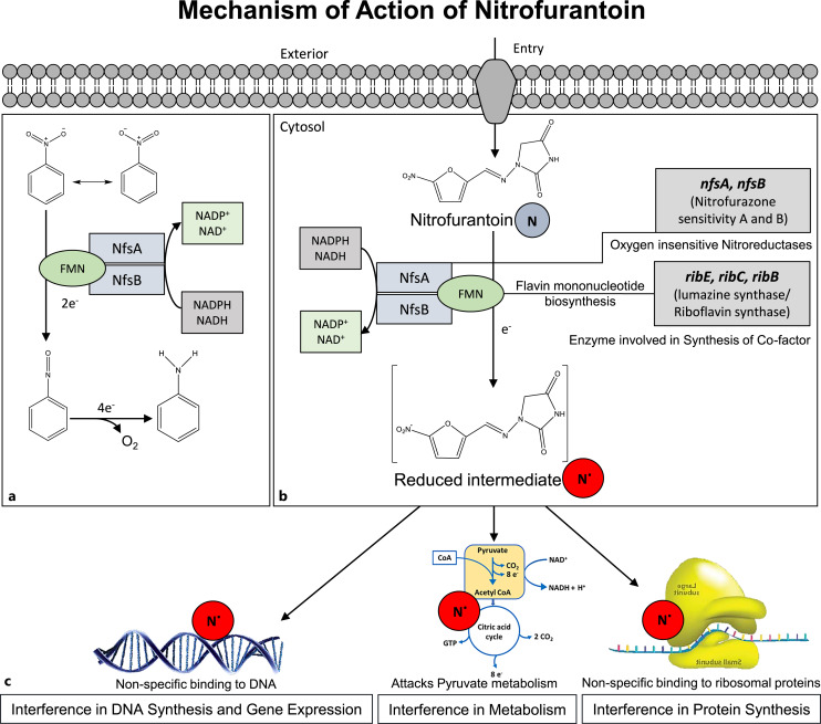 Unlocking Nitrofurantoin: Understanding Molecular Mechanisms of Action and Resistance in Enterobacterales.