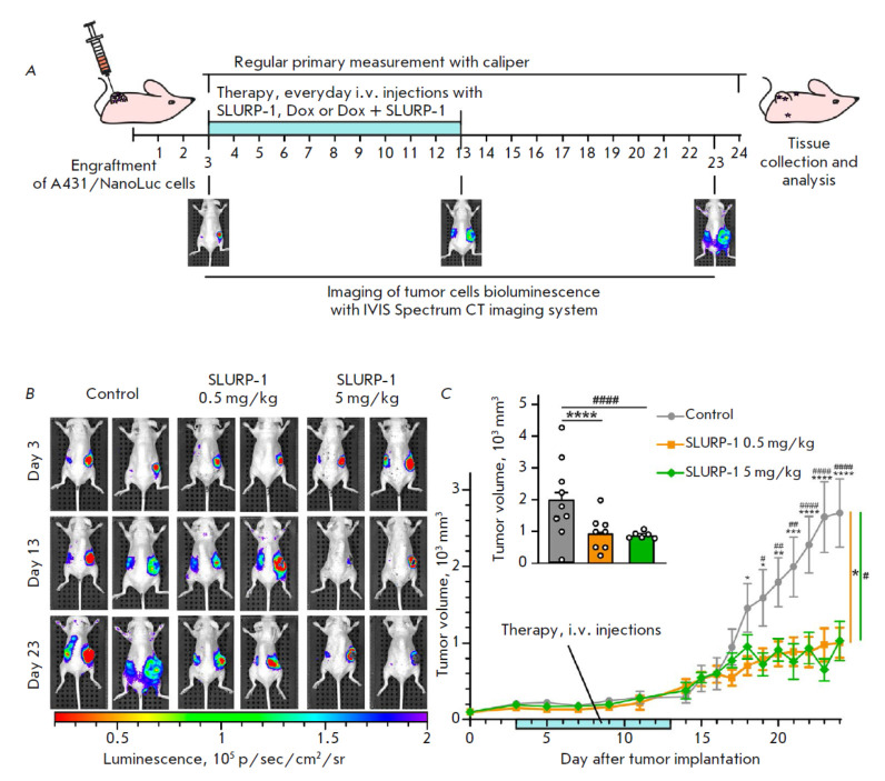 Combination with a Low Dose of Doxorubicin Further Boosts the Antitumor Effect of SLURP-1 In Vivo and Associates with EGFR Down-Regulation.