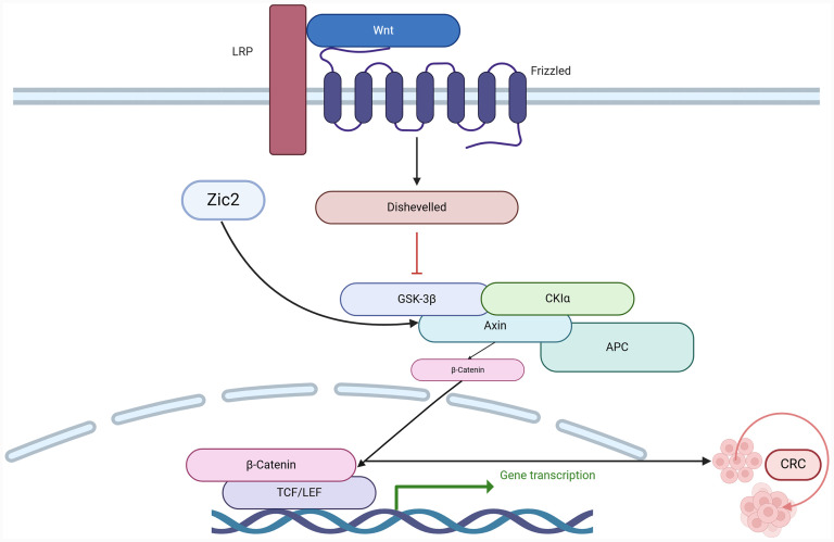 Zinc Finger Proteins in Colorectal Cancer: Insights into Molecular Mechanisms and Therapeutic Implications.