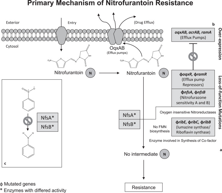 Unlocking Nitrofurantoin: Understanding Molecular Mechanisms of Action and Resistance in Enterobacterales.