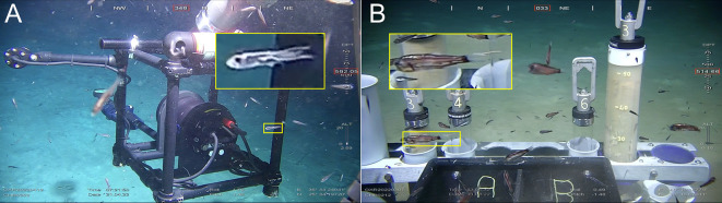 Discovery of new species of mesoparasitic pennellid (Copepoda: Siphonostomatoida) from the endemic mesopelagic lightfish Vinciguerria mabahiss in the Red Sea.