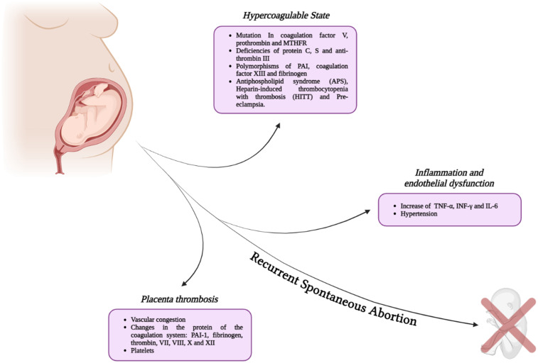 "Unraveling the Clot-Miscarriage Nexus: Mechanisms, Management, and Future Directions in Thrombosis-Related Recurrent Pregnancy Loss".