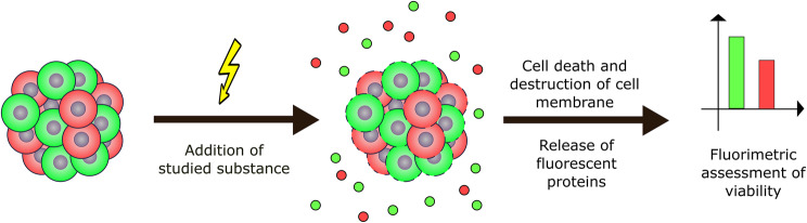 Method for determining of cytotoxicity based on the release of fluorescent proteins.