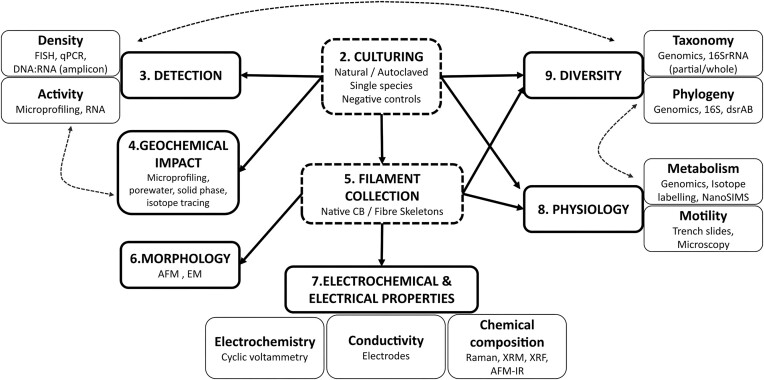 Multidisciplinary methodologies used in the study of cable bacteria.