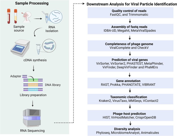 Genomic insights into bacteriophages: a new frontier in AMR detection and phage therapy.