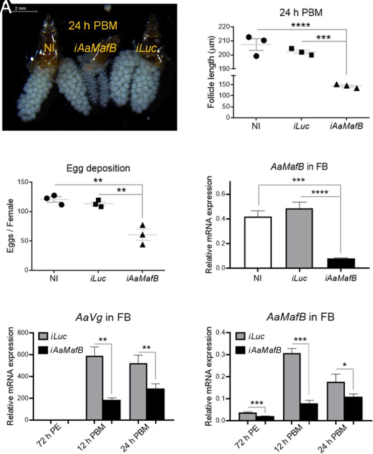The ecdysone-induced bZIP transcription factor MafB establishes a positive feedback loop to enhance vitellogenesis and reproduction in the <i>Aedes aegypti</i> mosquito.