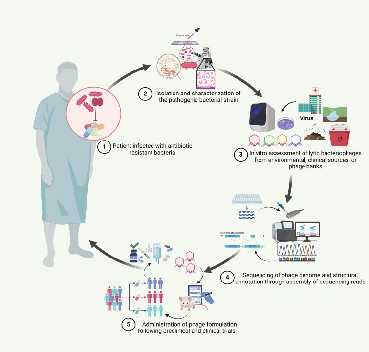 Genomic insights into bacteriophages: a new frontier in AMR detection and phage therapy.