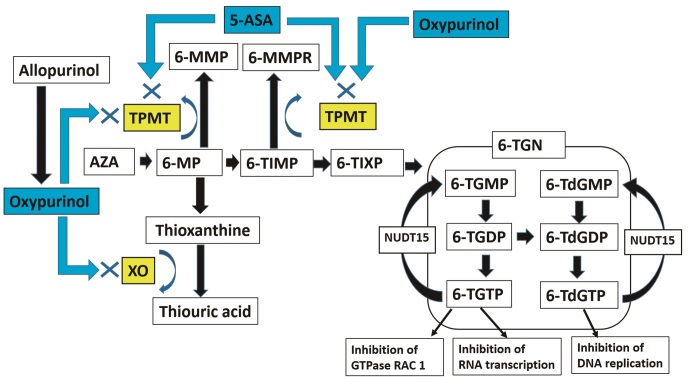 Therapeutic Agents and Patient Characteristics Affecting Metabolism of Thiopurines in Patients with Inflammatory Bowel Disease.
