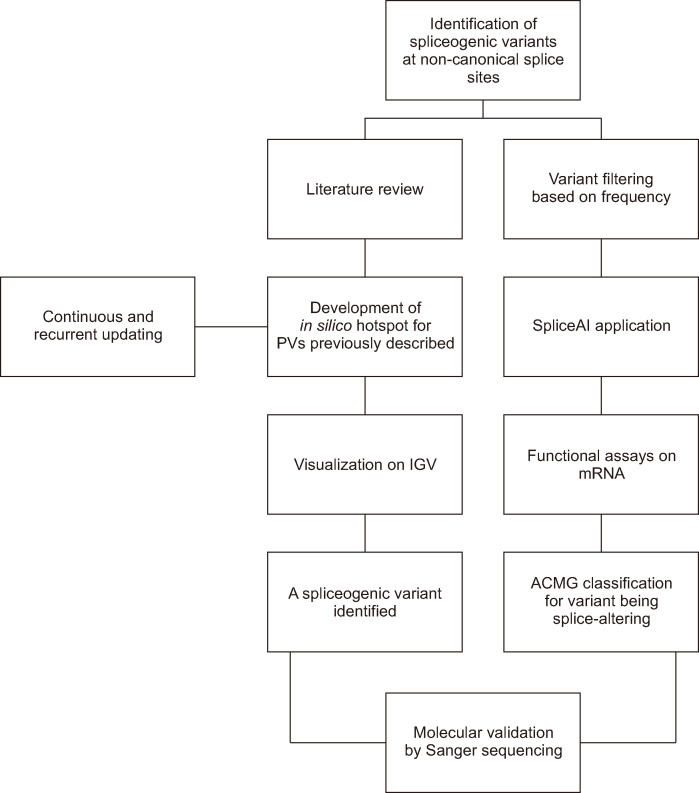 Reanalysis of Next-generation Sequencing Data in Patients With Hypertrophic Cardiomyopathy: Contribution of Spliceogenic <i>MYBPC3</i> Variants in an Italian Cohort.