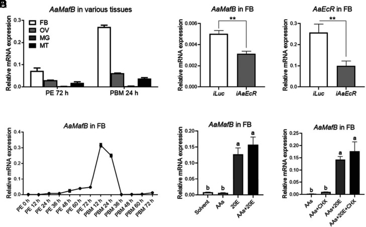 The ecdysone-induced bZIP transcription factor MafB establishes a positive feedback loop to enhance vitellogenesis and reproduction in the <i>Aedes aegypti</i> mosquito.