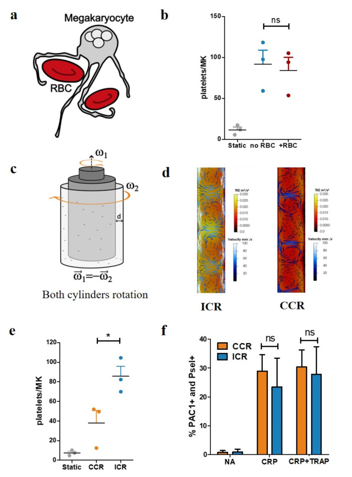 Uniform impact on individual megakaryocytes is essential for efficient in vitro platelet production.