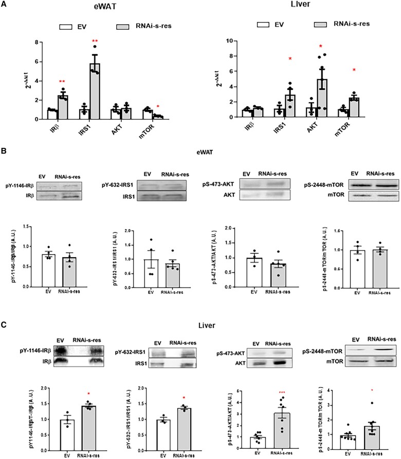 Central Downregulation of S-Resistin Alleviates Inflammation in EWAT and Liver and Prevents Adipocyte Hypertrophy.