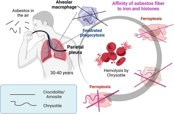 Decoding the molecular enigma behind asbestos and fibrous nanomaterial-induced carcinogenesis.