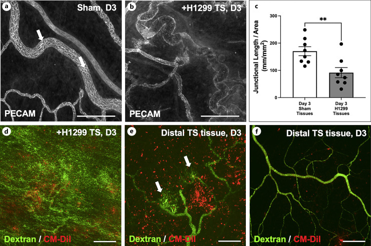 A Novel in vivo Rat Mesentery Model for Studying Tumor Spheroid-Induced Microvascular Remodeling.