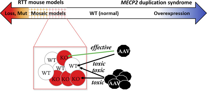 Preclinical Milestones in MECP2 Gene Transfer for Treating Rett Syndrome.