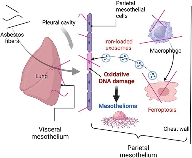 Decoding the molecular enigma behind asbestos and fibrous nanomaterial-induced carcinogenesis.