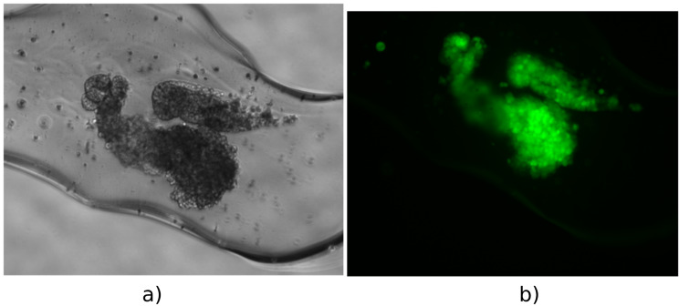 Method for determining of cytotoxicity based on the release of fluorescent proteins.