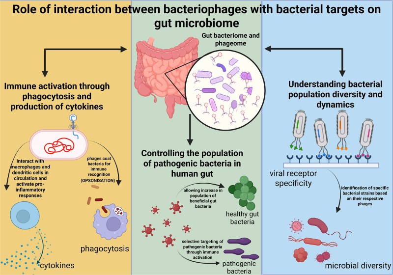 Genomic insights into bacteriophages: a new frontier in AMR detection and phage therapy.