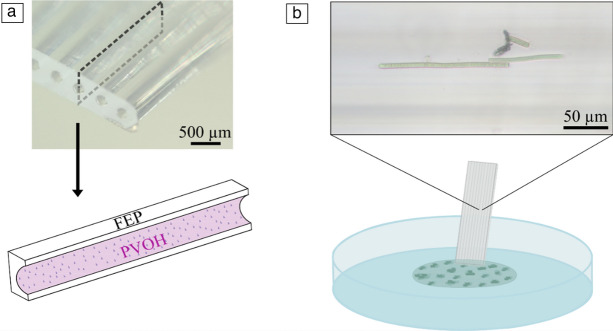 Filamentous cyanobacteria growth assessment using fluorinated ethylene propylene microcapillaries.