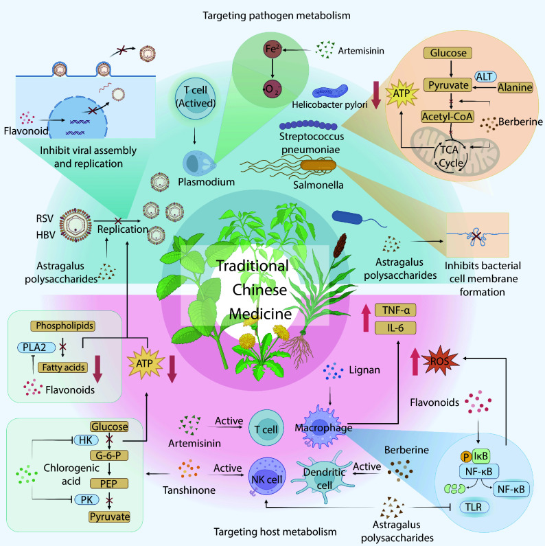 [Role of Traditional Chinese Medicine in Pathogen-Induced Metabolic Reprogramming and Immune Suppression].