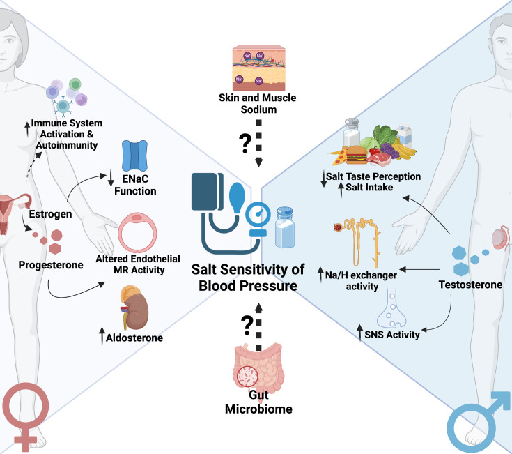 Aging and sex differences in salt sensitivity of blood pressure.