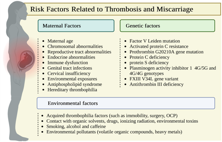 "Unraveling the Clot-Miscarriage Nexus: Mechanisms, Management, and Future Directions in Thrombosis-Related Recurrent Pregnancy Loss".