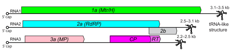 ICTV Virus Taxonomy Profile: <i>Bromoviridae</i> 2025.