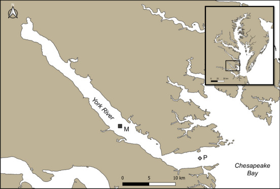 The Role of Zooplankton Community Composition in Fecal Pellet Carbon Production in the York River Estuary, Chesapeake Bay.