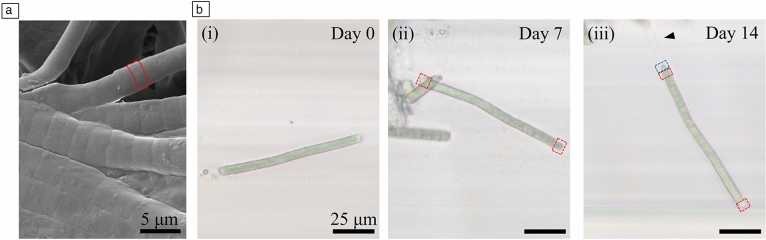 Filamentous cyanobacteria growth assessment using fluorinated ethylene propylene microcapillaries.
