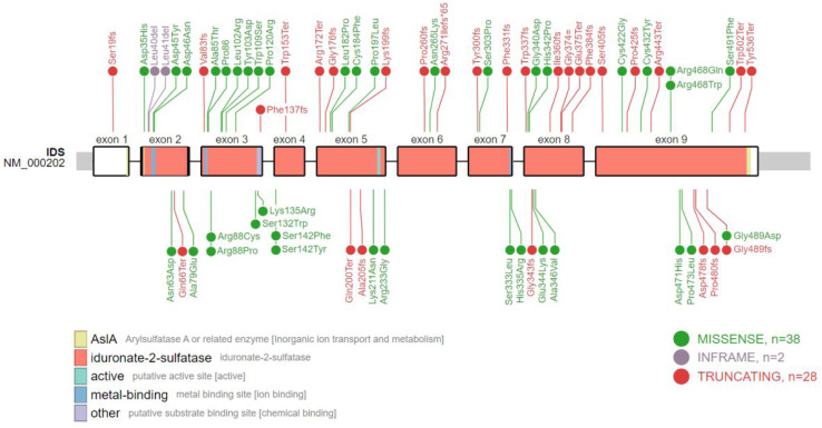 Epidemiology of Mucopolysaccharidosis Type II According to the Register of the Russian Federation.