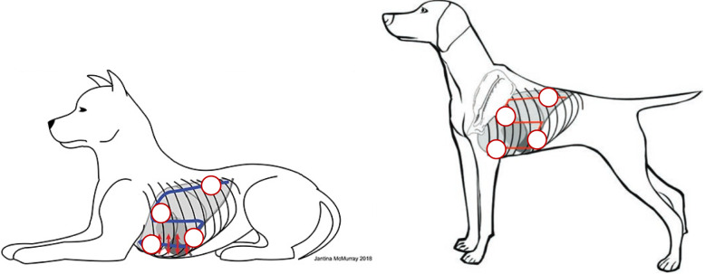 Inter-rater agreement and characterization of pleural line and subpleural fields in canine lung ultrasound: a comparative pilot study between high-frequency linear and curvilinear transducers using B- and M-mode ultrasonographic profiles.